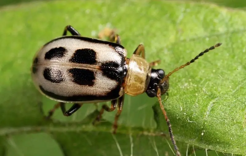 Bugs That Look Like Ladybugs