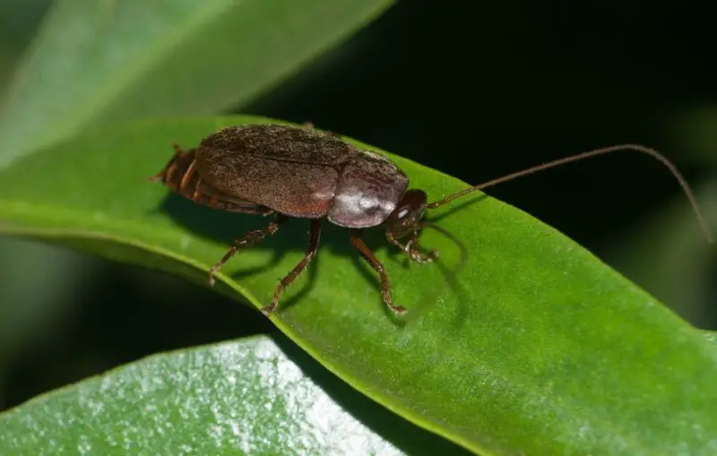 Bugs That Look Like Ladybugs