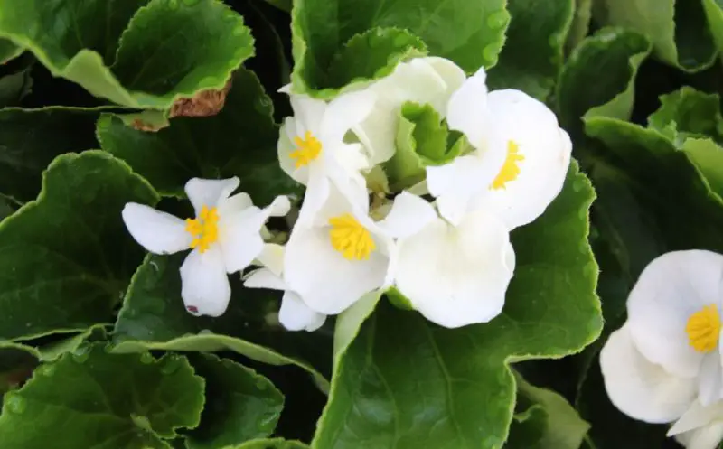 White Flower with Yellow Center