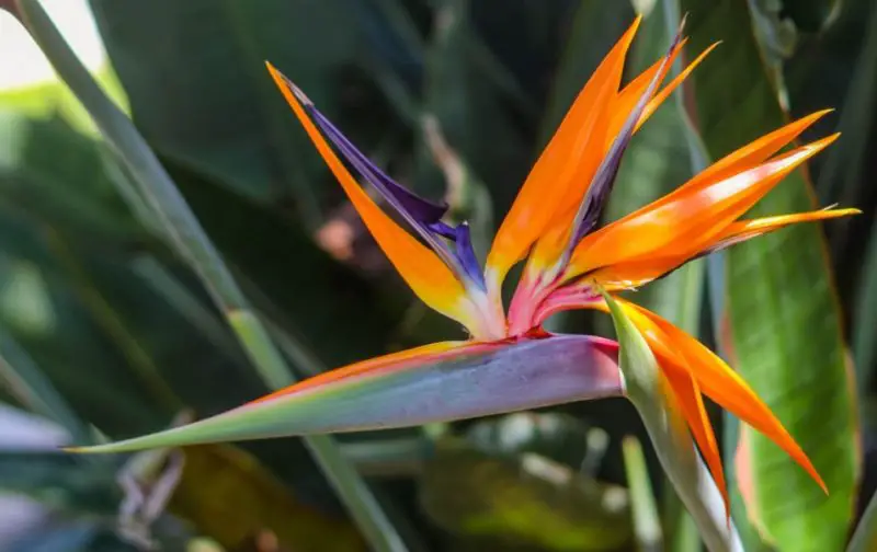 Orange and Yellow Flowers