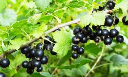 Black Currant Plants: A Detailed Care and Growing Guide