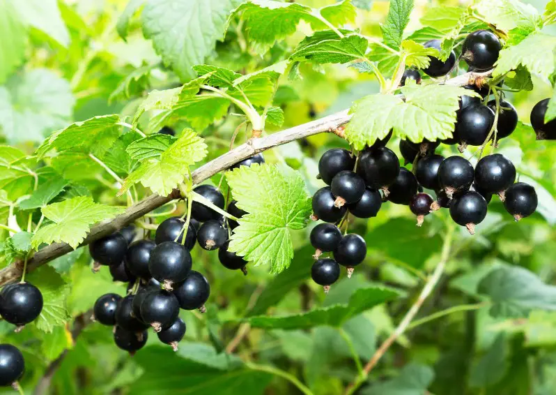 Black Currant Plants