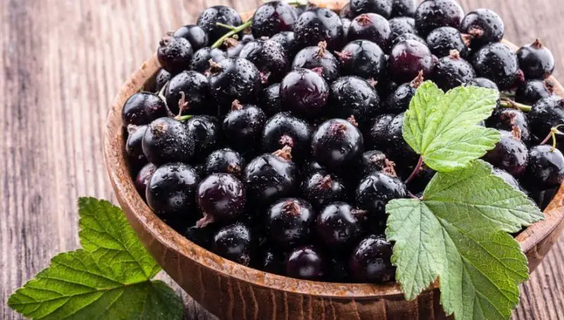 Black Currant Plants