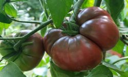 Black Krim Tomato Care and Growing Guide (Most Detailed)