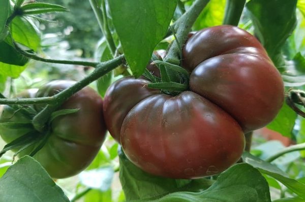 Black Krim Tomato