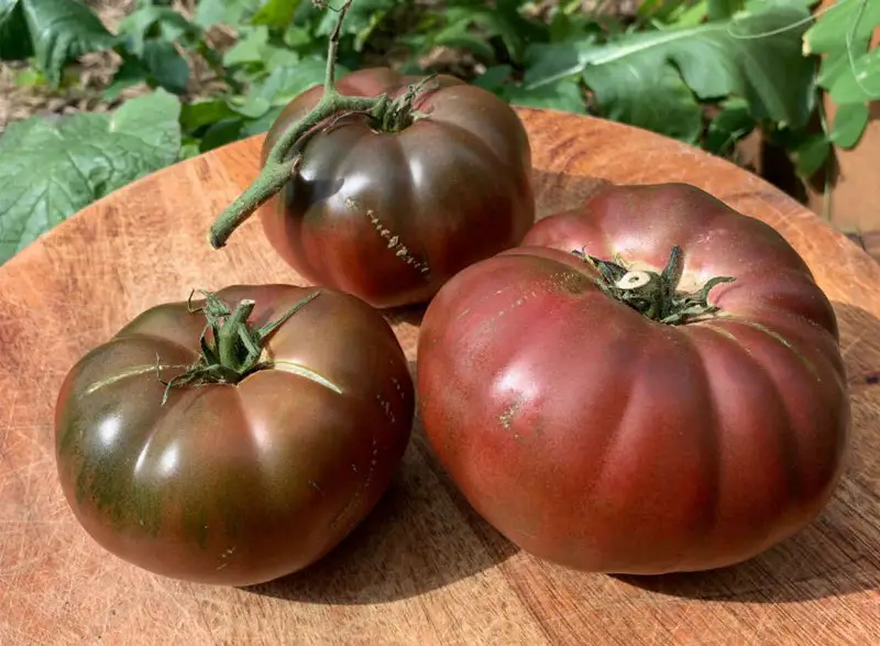 Black Krim Tomato care