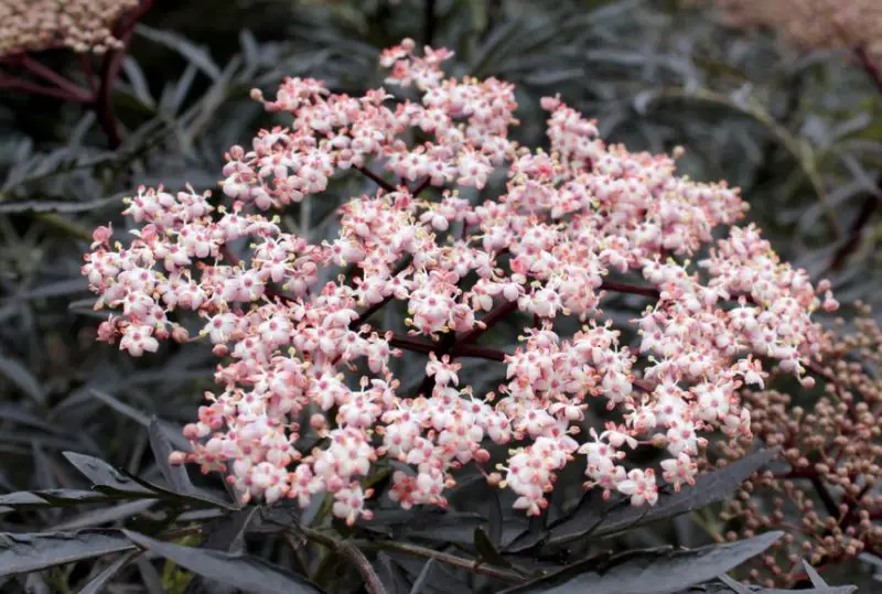 Shrubs for Full Sun