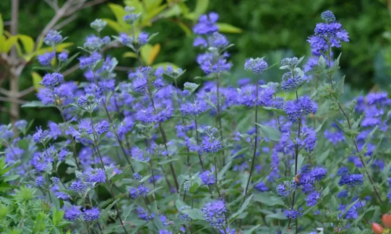 Shrubs for Full Sun