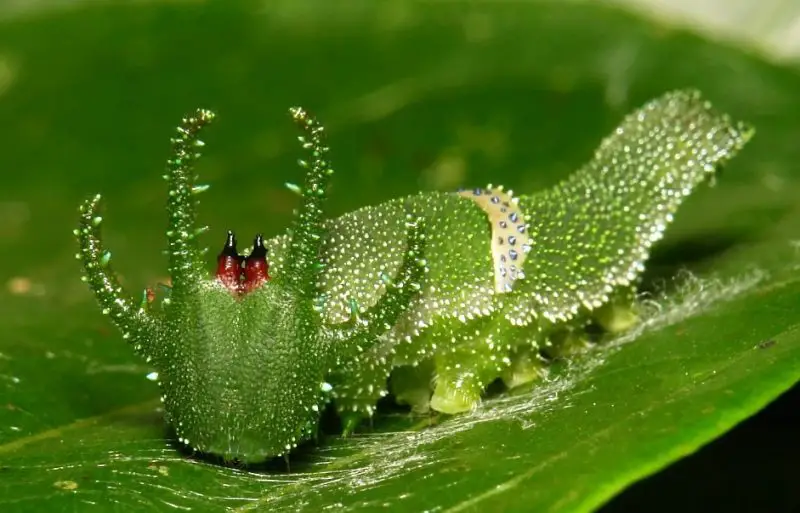Cute Caterpillar