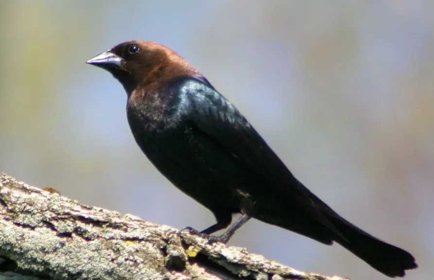 40 Birds of Arkansas (Pictures and Identification)