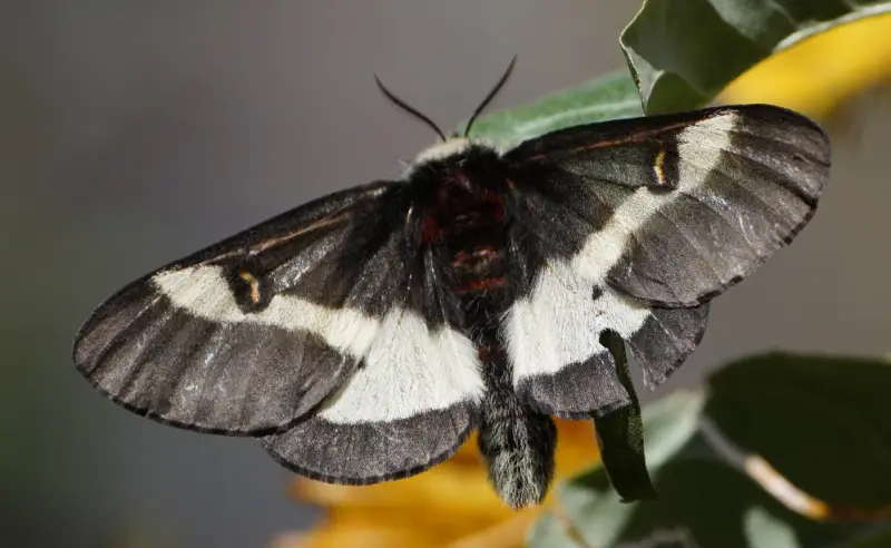 Black and White Bug