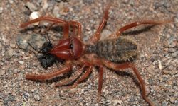 19 Types of Bugs with Pincers (Pictures and Identification)