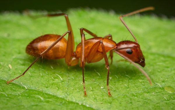 16 Types of Tiny Red Ants (Pictures and Identification)