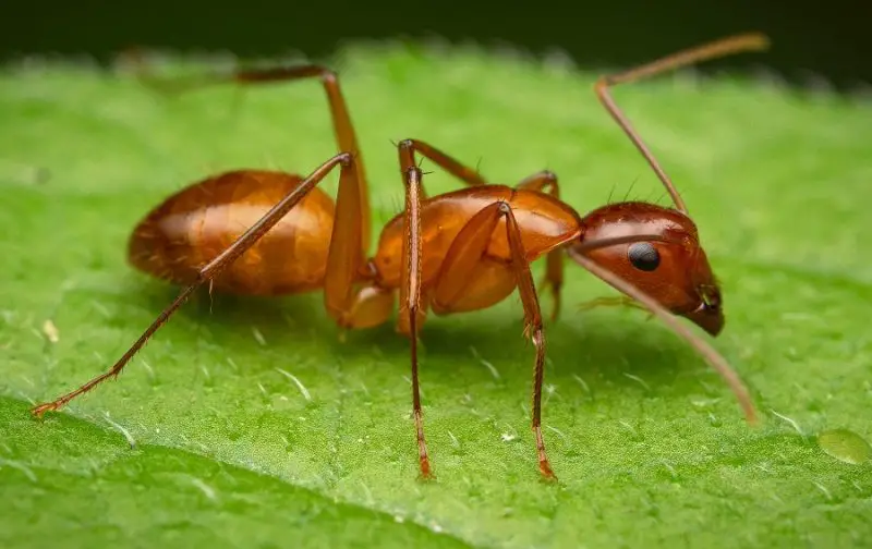 Tiny Red Ants