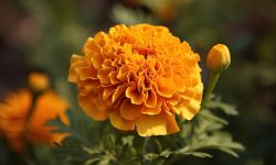84 Orange and Yellow Flowers (With Pictures and Names)