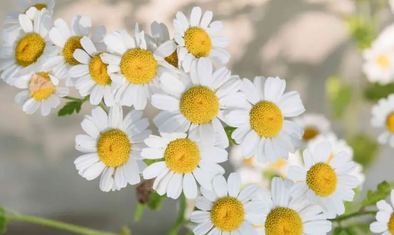 White Flower with Yellow Center