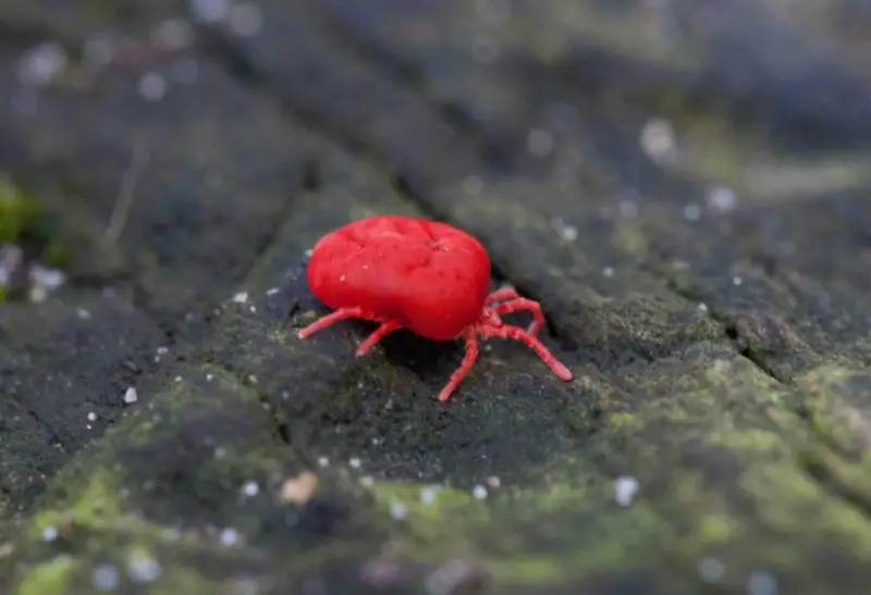 Red Small Bug