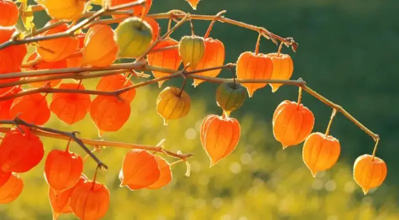 Orange and Yellow Flowers