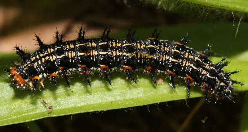 Black Caterpillars in Texas
