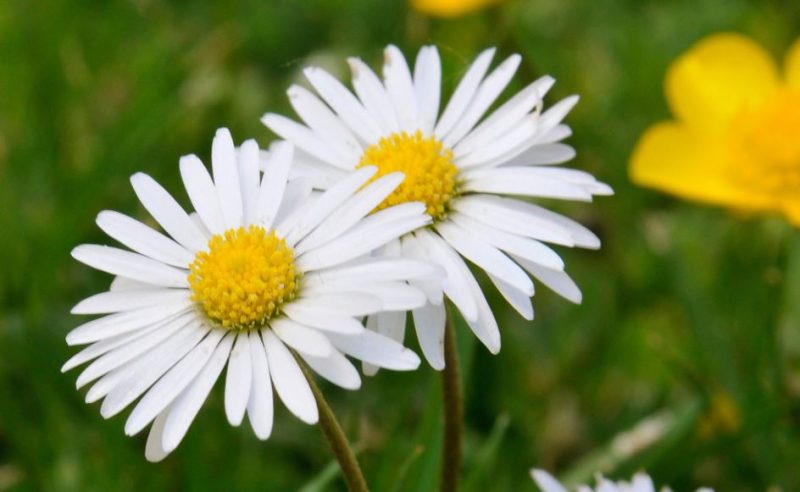 White Flower with Yellow Center