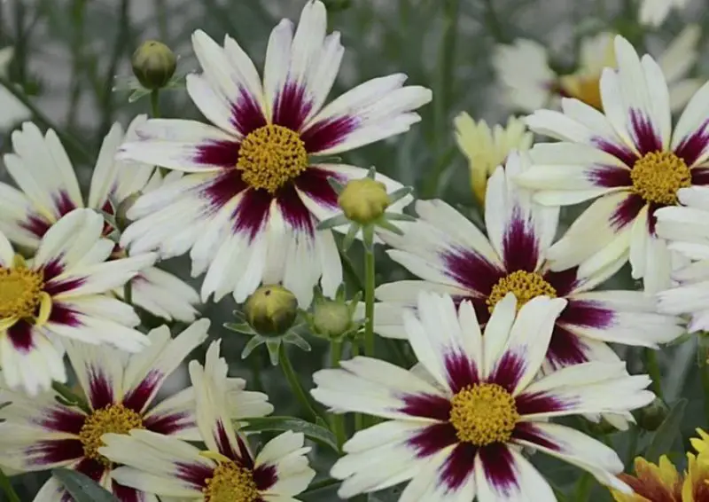 White Flower with Yellow Center