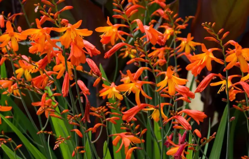 Orange and Yellow Flowers