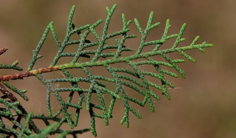 Types of Cypress Trees