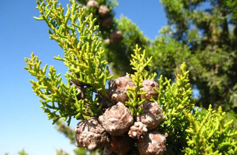 Types of Cypress Trees