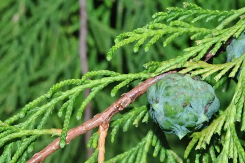 Types of Cypress Trees