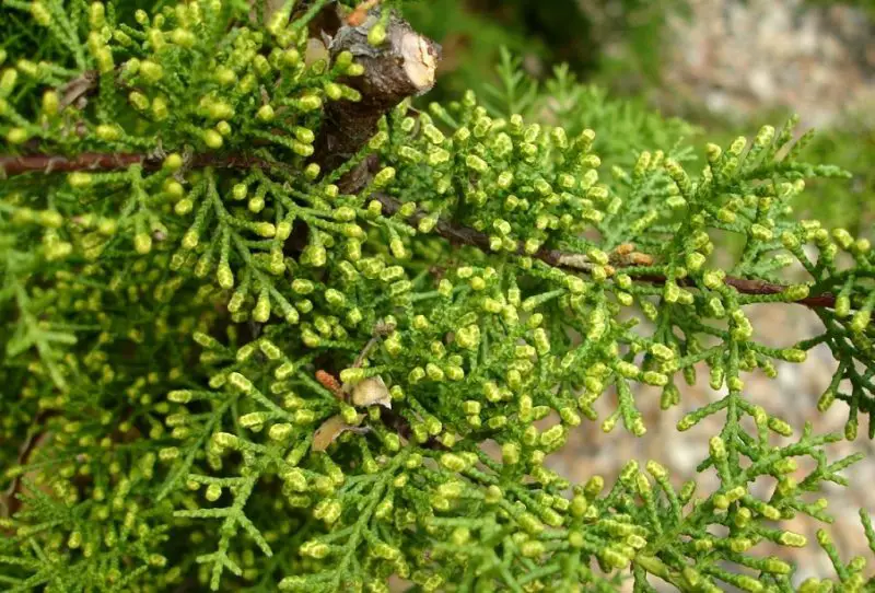 Types of Cypress Trees