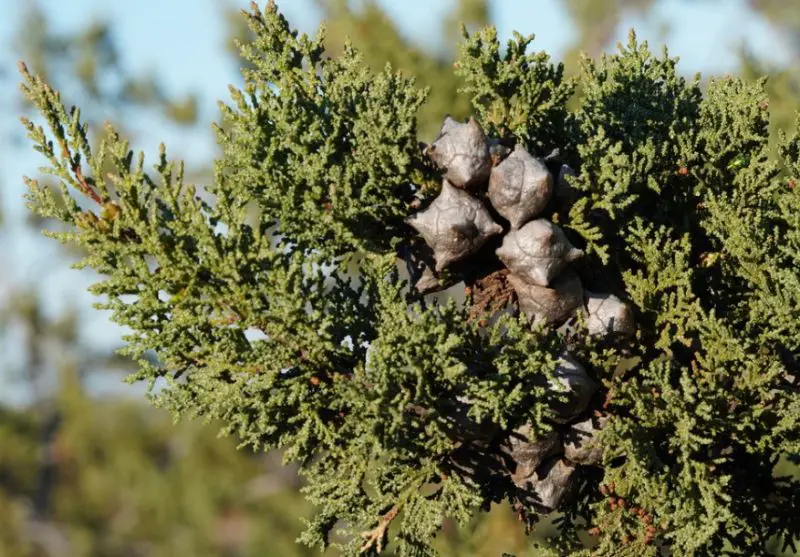 Types of Cypress Trees