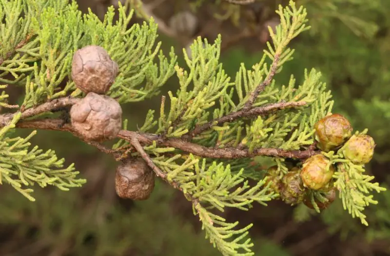 Types of Cypress Trees