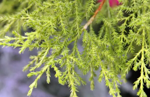 25 Types of Cypress Trees (Pictures and Identification)