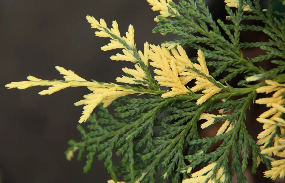 25 Types of Cypress Trees (Pictures and Identification)
