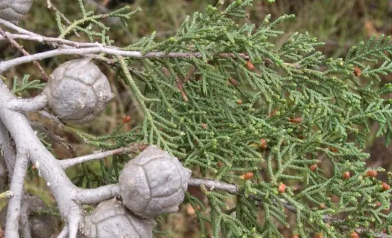 Types of Cypress Trees