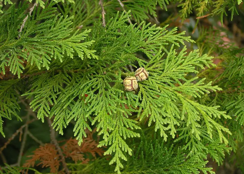 Types of Cypress Trees