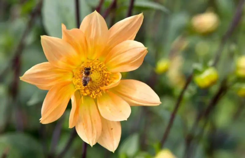 Orange and Yellow Flowers