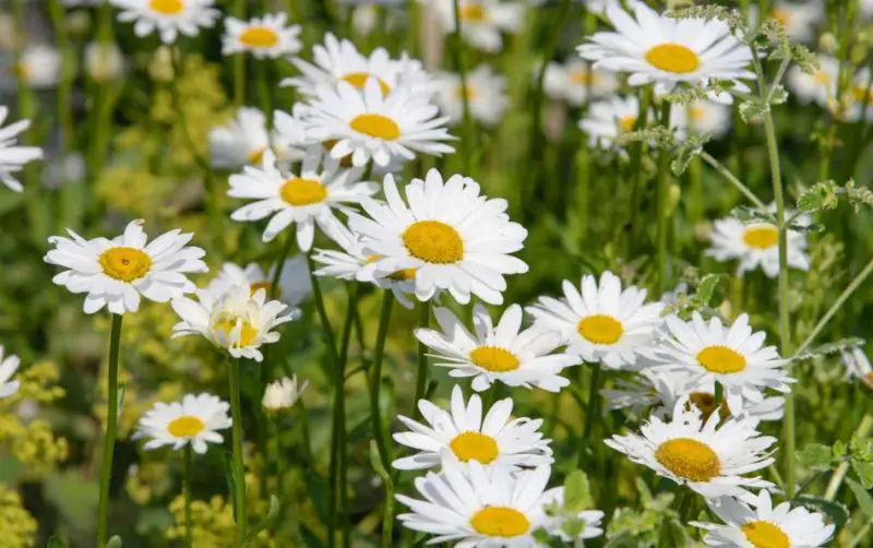 White Flower with Yellow Center