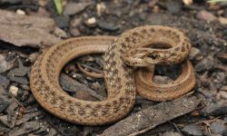 10 Types of Snakes in Maine (Pictures and Identification)