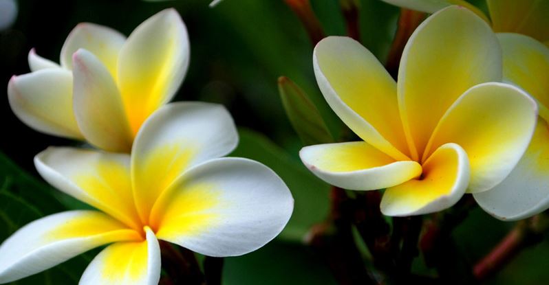 White Flower with Yellow Center