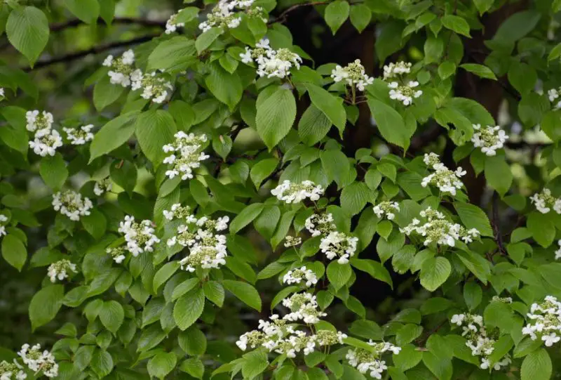 Shrubs for Full Sun