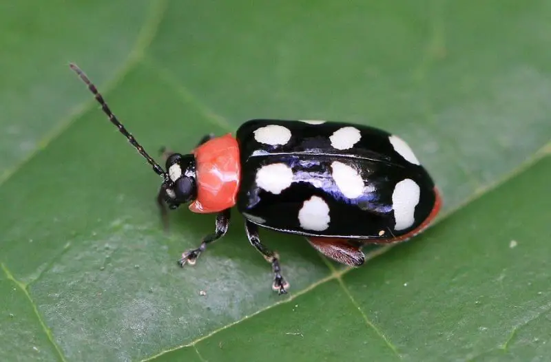 Bugs That Look Like Ladybugs