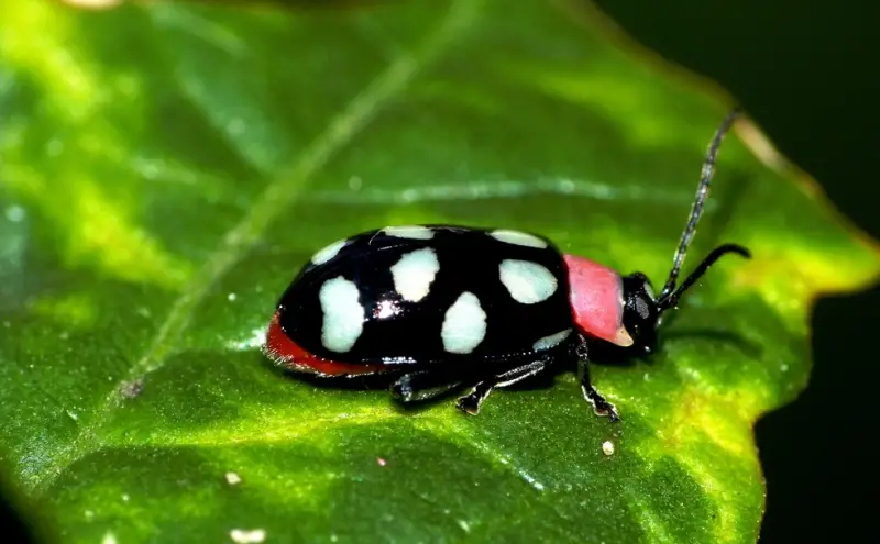 Black and White Bug