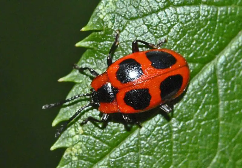 Bugs That Look Like Ladybugs