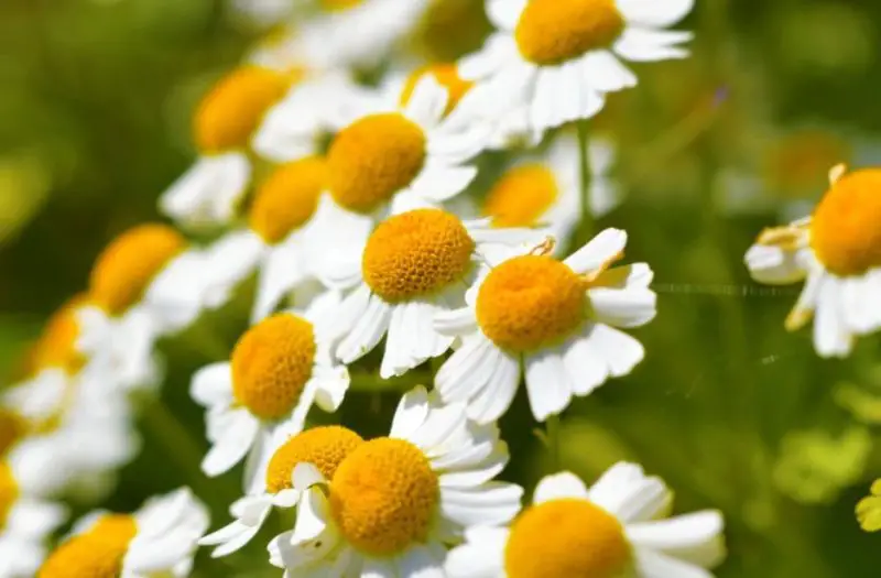 White Flower with Yellow Center