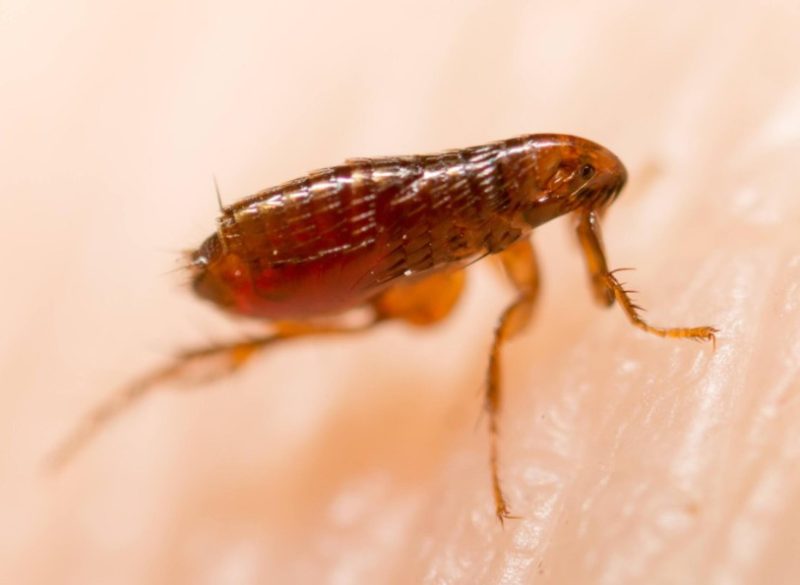 Dangerous Bugs in Kansas