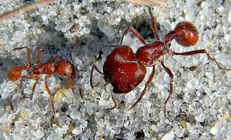 Tiny Red Ants