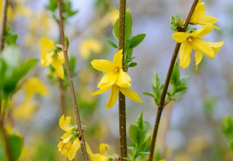 Deer Repellent Plants