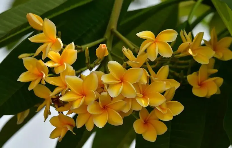 Orange and Yellow Flowers