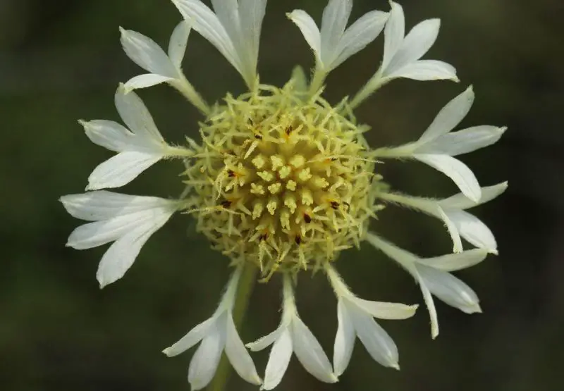 White Flower with Yellow Center